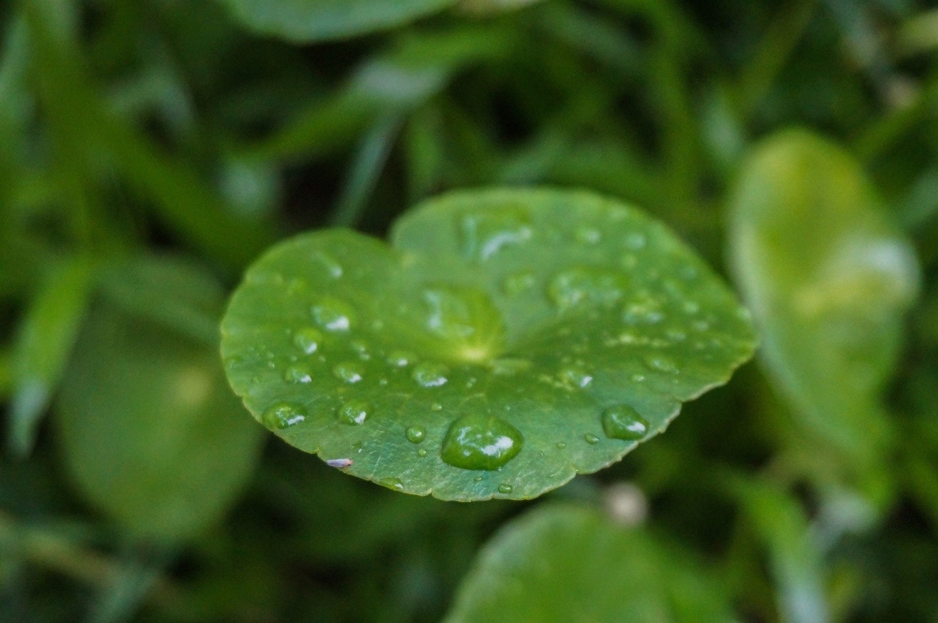 BTSA lança primeiro antioxidante orgânico certificado à base de tocoferol