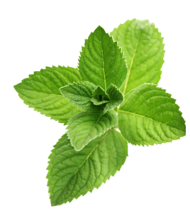 Sorvete hortela